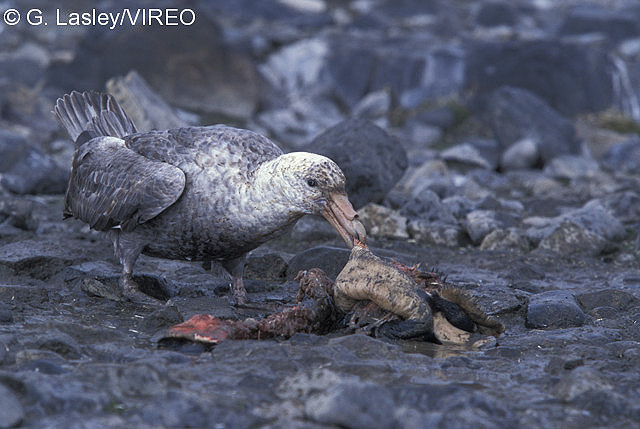 Southern Giant-Petrel l07-31-012.jpg